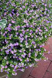 FloriGlory Corazon Mexican Heather (Cuphea hyssopifolia 'UNGCU 34') at Lakeshore Garden Centres