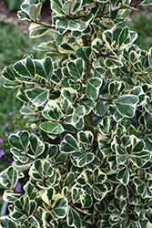 Variegated Triangle-leaved Ficus (Ficus triangularis 'Variegata') at Lakeshore Garden Centres
