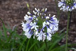 Indigo Frost Agapanthus (Agapanthus 'AMBIC001') at Lakeshore Garden Centres