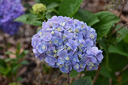 Dear Dolores Hydrangea (Hydrangea macrophylla 'Wyatt LeFever') at Lakeshore Garden Centres