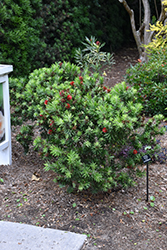 LIght Show Bottlebrush (Callistemon viminalis 'LJ23') at Lakeshore Garden Centres