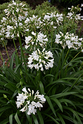 Ever White Agapanthus (Agapanthus 'WP001') at Lakeshore Garden Centres