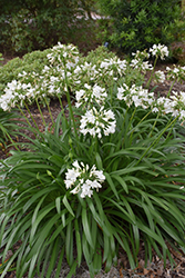 Ever White Agapanthus (Agapanthus 'WP001') at Lakeshore Garden Centres