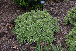 Mojo Dwarf Mock Orange (Pittosporum tobira 'CNI Three') at Lakeshore Garden Centres