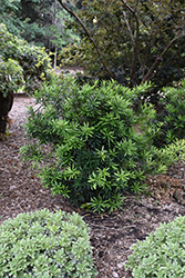 Mood Ring Podocarpus (Podocarpus macrophyllus 'Sosa') at Lakeshore Garden Centres