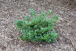 Cast In Bronze Evergreen Distylium (Distylium 'BLDY02') at Lakeshore Garden Centres