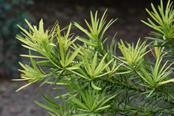 Lemon Sparkler Podocarpus (Podocarpus macrophyllus 'sPg-3-019') at Lakeshore Garden Centres