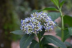 Blue Evergreen Hydrangea (Dichroa febrifuga) at A Very Successful Garden Center