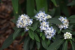 Yamaguchi Narrow-leaf Hydrangea (Dichroa febrifuga 'Yamaguchi Narrow-leaf') at Lakeshore Garden Centres