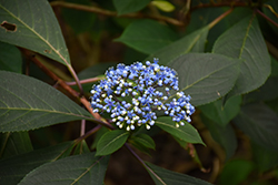 Evergreen Hydrangea (Dichroa versicolor) at Lakeshore Garden Centres