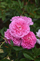 Pink Pet Rose (Rosa 'Pink Pet') at Lakeshore Garden Centres