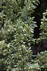 Variegated Arabian Lilac (Vitex trifolia var. variegata) at Lakeshore Garden Centres
