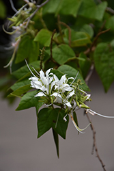 Butterfly Orchid Tree (Bauhinia divaricata) at Lakeshore Garden Centres