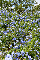 Imperial Blue Plumbago (Plumbago auriculata 'Imperial Blue') at Lakeshore Garden Centres