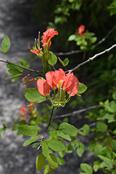 Greve's Orchid Tree (Bauhinia grevei) at Lakeshore Garden Centres