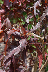 Raggedy Ann Copper Plant (Acalypha wilkesiana 'Raggedy Ann') at Lakeshore Garden Centres
