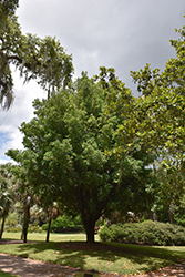 Asian Barberry (Nageia nagi) at Lakeshore Garden Centres
