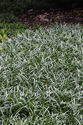 Ingwersen Lily Turf (Liriope muscari 'Ingwersen') at Lakeshore Garden Centres