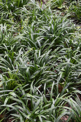 Christmas Tree Lily Turf (Liriope muscari 'Christmas Tree') at Lakeshore Garden Centres