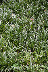 Webster Wideleaf Lily Turf (Liriope muscari 'Webster Wideleaf') at Lakeshore Garden Centres