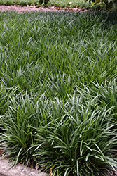 Super Blue Lily Turf (Liriope muscari 'Super Blue') at Lakeshore Garden Centres