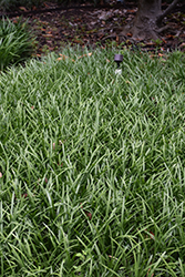 Majestic Lily Turf (Liriope muscari 'Majestic') at Lakeshore Garden Centres