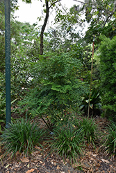 Royal Princess Nandina (Nandina domestica 'Royal Princess') at Lakeshore Garden Centres