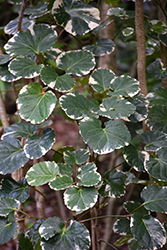 Variegated Geranium Leaf Aralia (Polyscias scutellaria 'Marginata') at Lakeshore Garden Centres