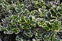Humphreyi Variegata Carissa (Carissa macrocarpa 'Humphreyi Variegata') at Lakeshore Garden Centres