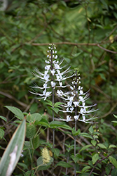 Java Tea (Orthosiphon aristatus) at Lakeshore Garden Centres