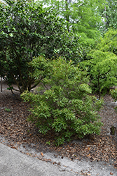 Suwanee Elf Southern Wax Myrtle (Myrica cerifera 'Suwanee Elf') at Lakeshore Garden Centres
