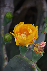Barbary Fig (Opuntia ficus-indica) at Lakeshore Garden Centres