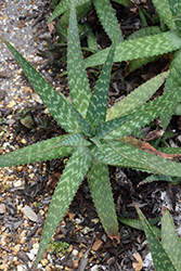 Soap Aloe (Aloe maculata) at Lakeshore Garden Centres