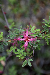 Fairy Duster (Calliandra eriophylla) at Lakeshore Garden Centres