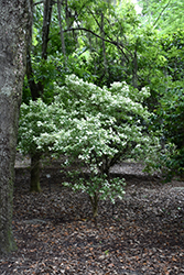 Snow Flurry Variegated Sky Flower (Duranta erecta 'Snow Flurry') at Lakeshore Garden Centres