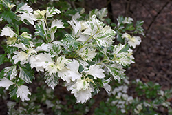 Snow Flurry Variegated Sky Flower (Duranta erecta 'Snow Flurry') at Lakeshore Garden Centres