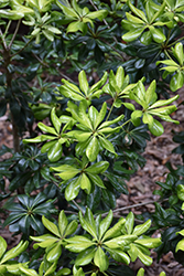 Spring Bouquet Mock Orange (Pittosporum tobira 'Spring Bouquet') at Lakeshore Garden Centres