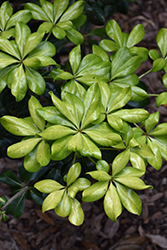 Spring Bouquet Mock Orange (Pittosporum tobira 'Spring Bouquet') at Lakeshore Garden Centres