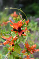 Orange Dragon Ruttya (Ruttya fruticosa 'Orange Dragon') at Lakeshore Garden Centres