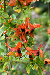 Orange Dragon Ruttya (Ruttya fruticosa 'Orange Dragon') at Lakeshore Garden Centres