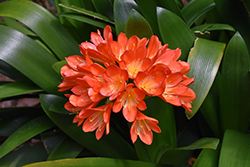 Bush Lily (Clivia x miniata) at Lakeshore Garden Centres