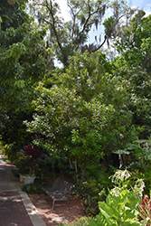 Beaumont Macadamia Nut (Macadamia 'Beaumont') at Lakeshore Garden Centres