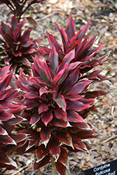 Fairchild Red Hawaiian Ti Plant (Cordyline fruticosa 'Fairchild Red') at Lakeshore Garden Centres
