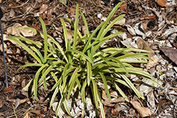 Tinkerbell Agapanthus (Agapanthus praecox 'Tinkerbell') at Lakeshore Garden Centres