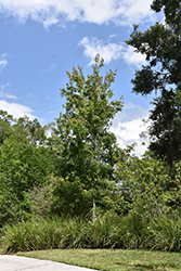Florida Flame Red Maple (Acer rubrum 'Florida Flame') at Lakeshore Garden Centres