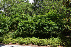Laurel-leaved Snail Tree (Cocculus laurifolius) at Lakeshore Garden Centres