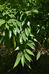 Laurel-leaved Snail Tree (Cocculus laurifolius) at Lakeshore Garden Centres