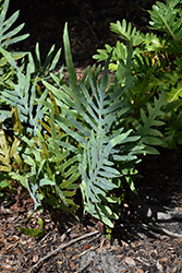 Blue Star Fern (Phlebodium aureum) at Lakeshore Garden Centres