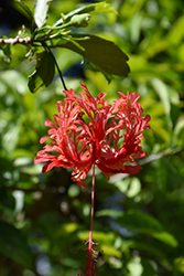 Fringed Hibiscus (Hibiscus schizopetalus) at Lakeshore Garden Centres