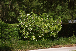 Miami Supreme Gardenia (Gardenia jasminoides 'Miami Supreme') at Lakeshore Garden Centres